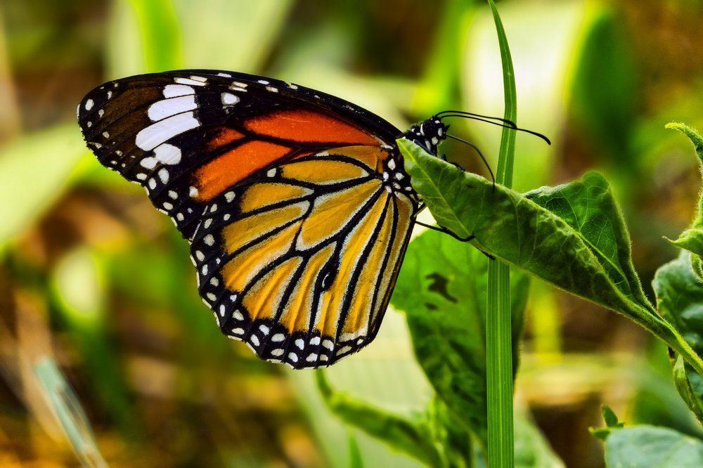 Colours of my wings