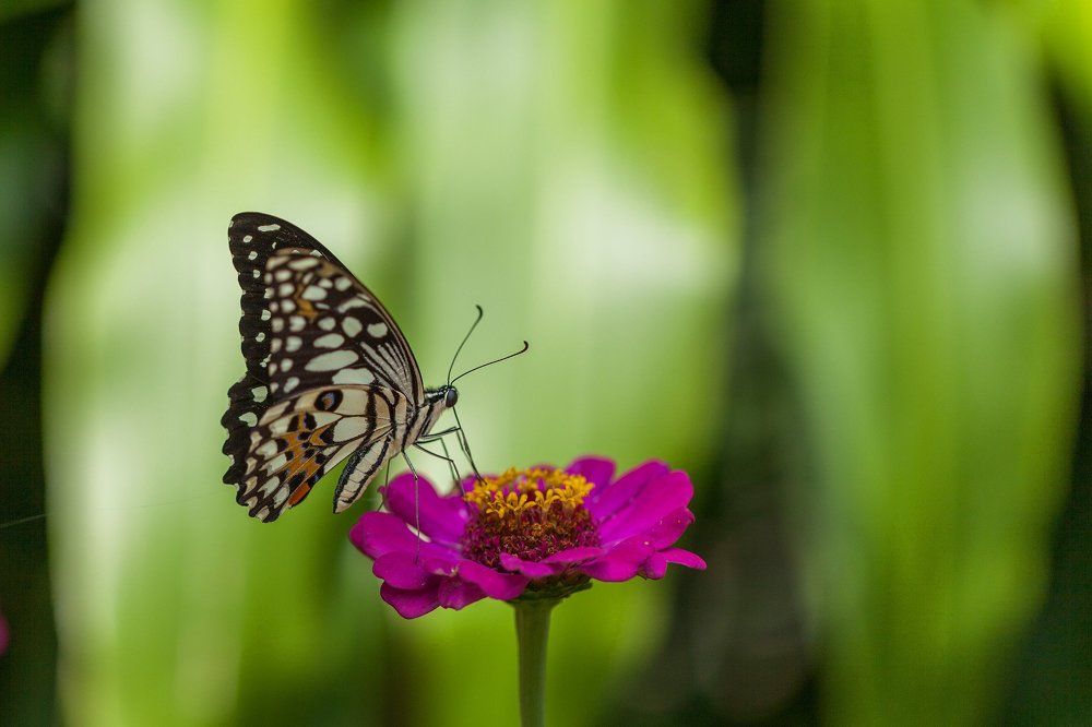 Танцы на цветке