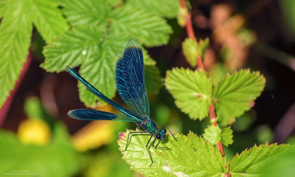 кобальтовая красавица