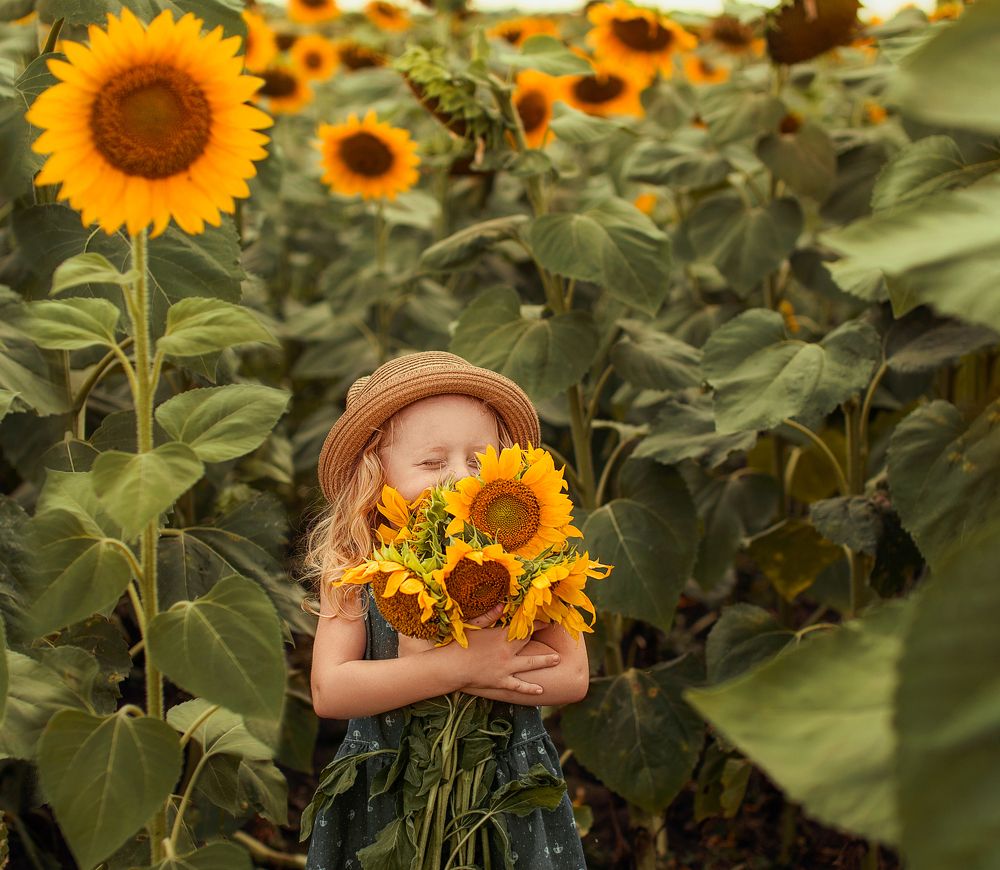 Подсолнухи