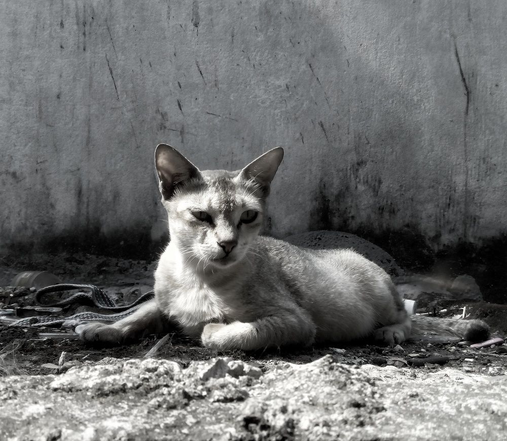Urban cat