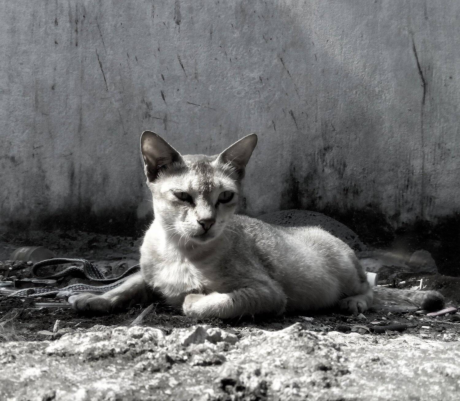 Urban cat
