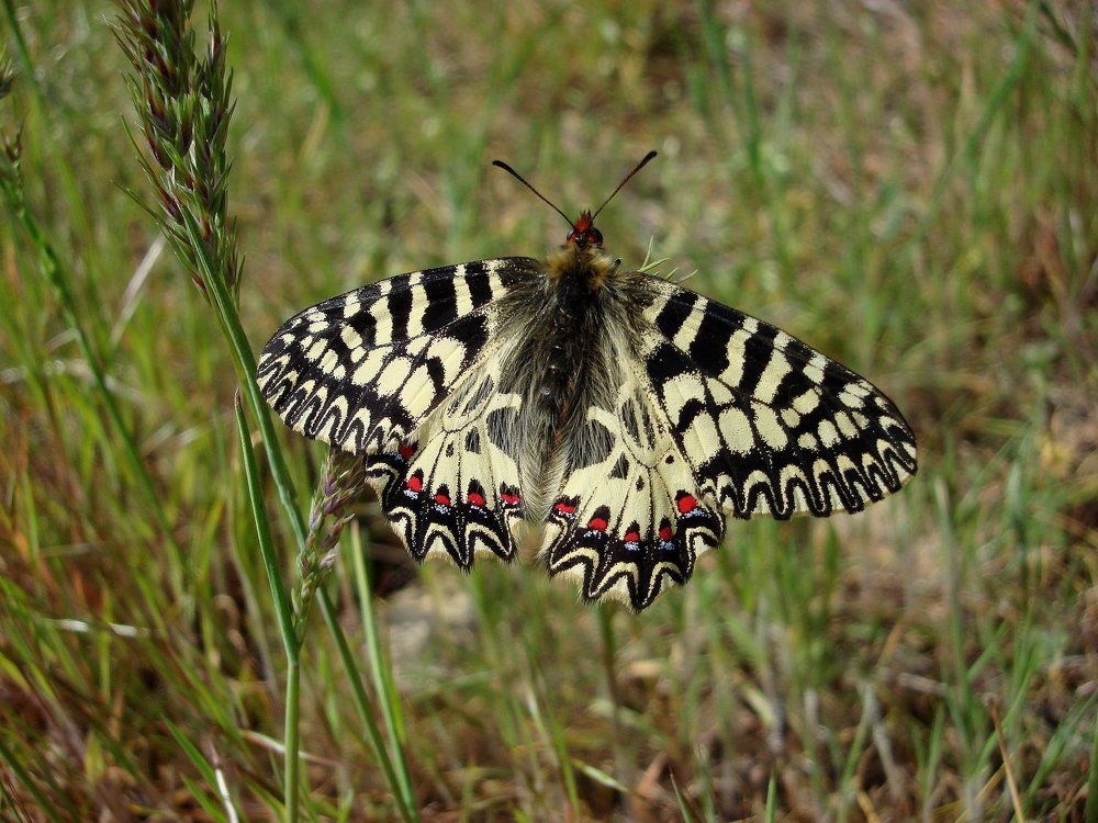 На апрельском колоске...