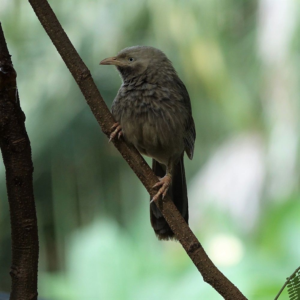 Pensive Babbler