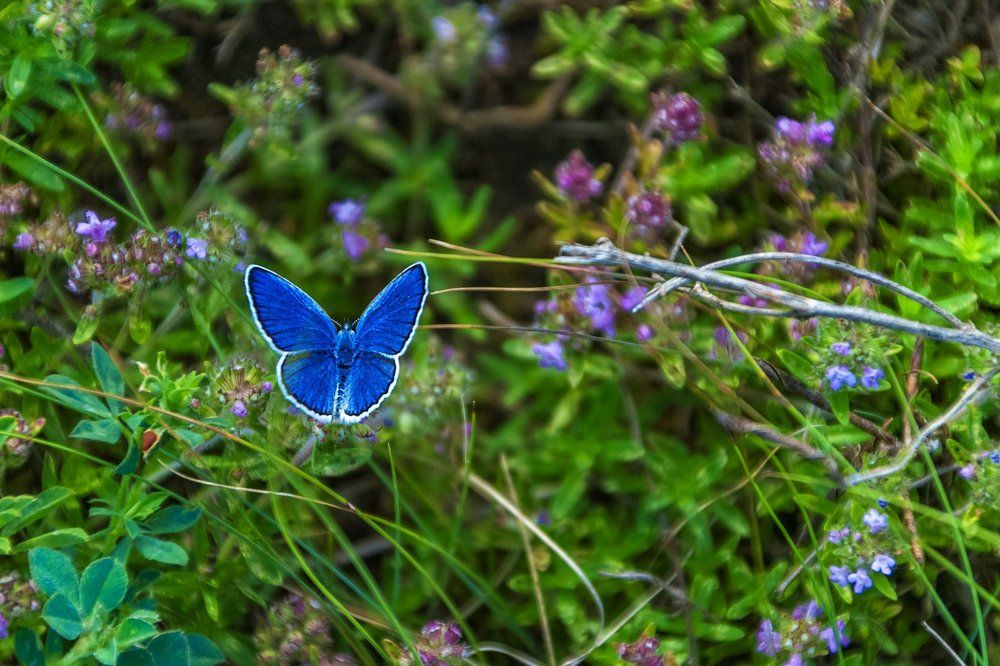 Photograph by Serhii Demchenko