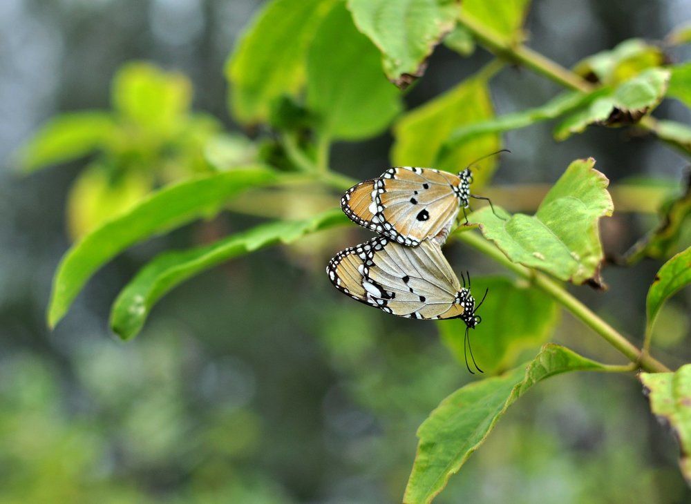 the love of butterflies when the mating season has arrived