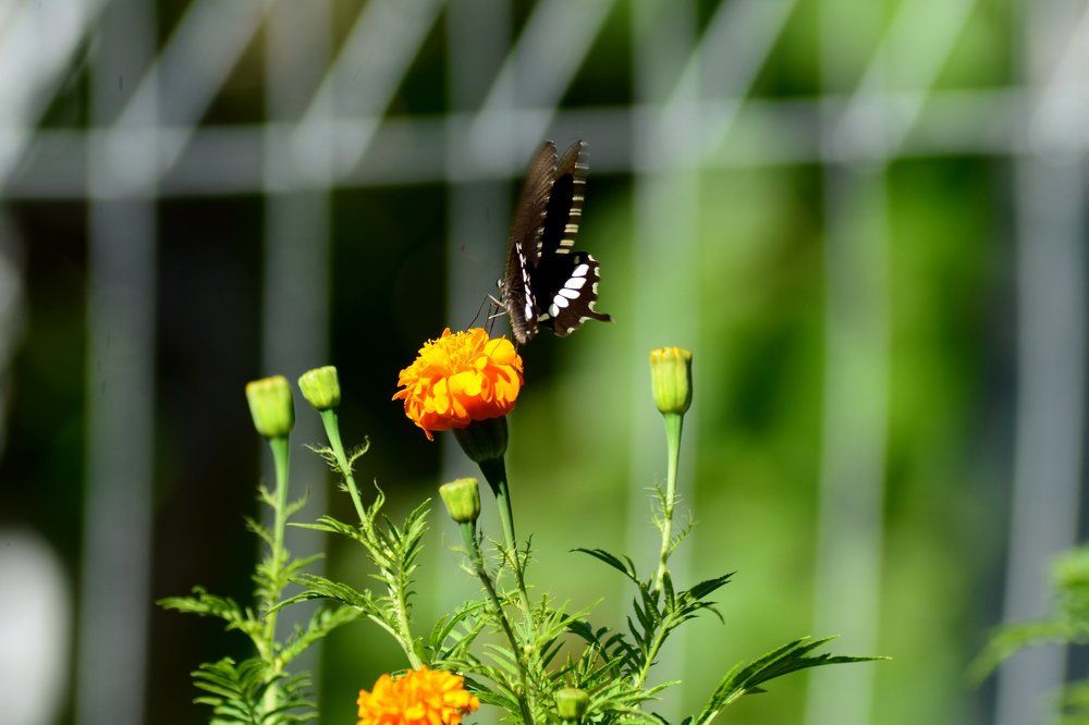 butterflies look for flower honey