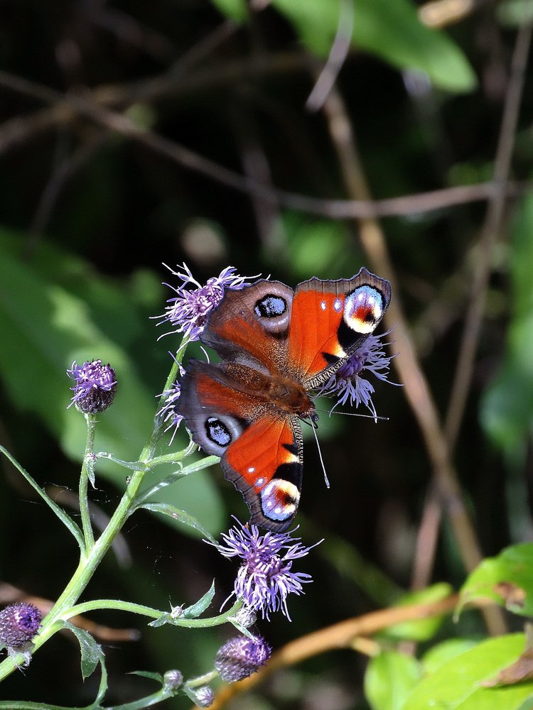 Знойным днем