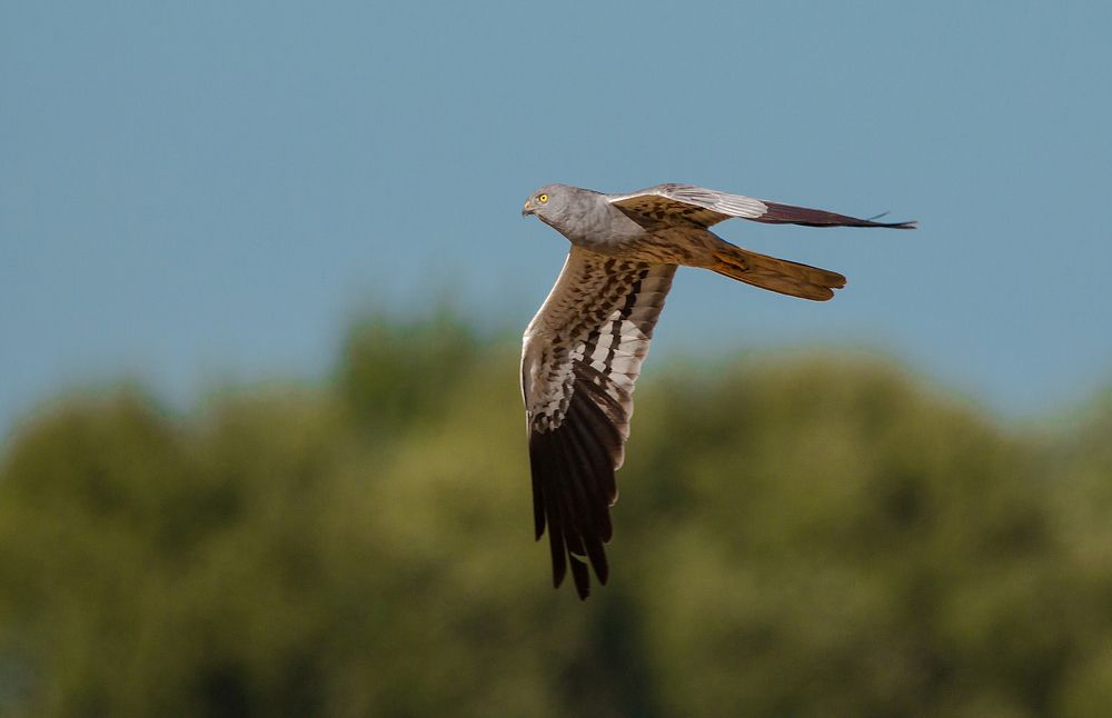 луговой  Лунь