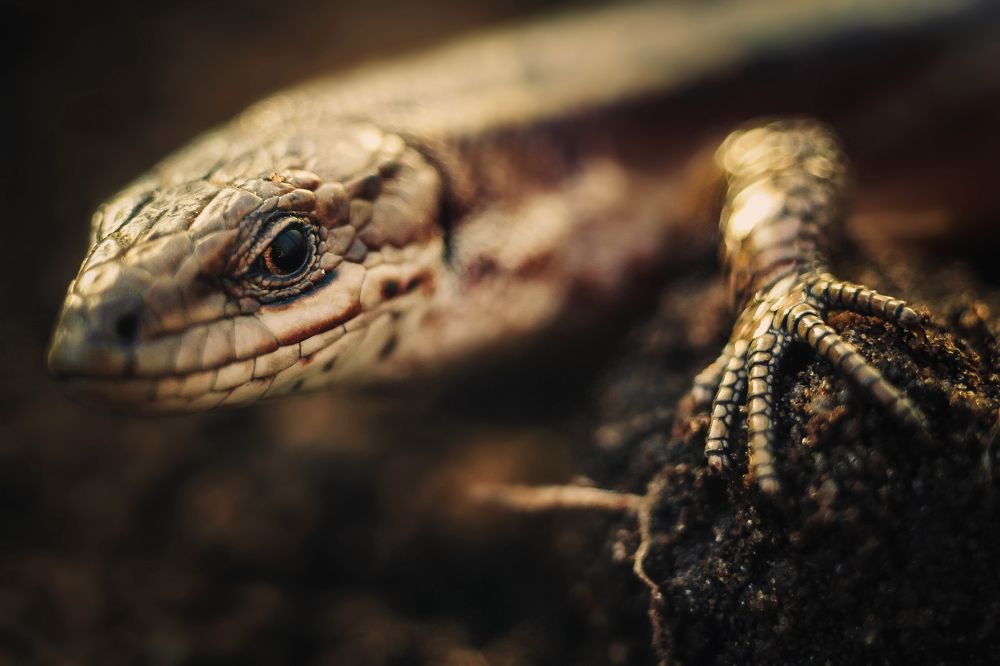 Мини-дракон