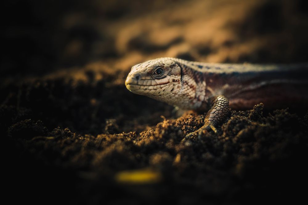 Маленький дракон