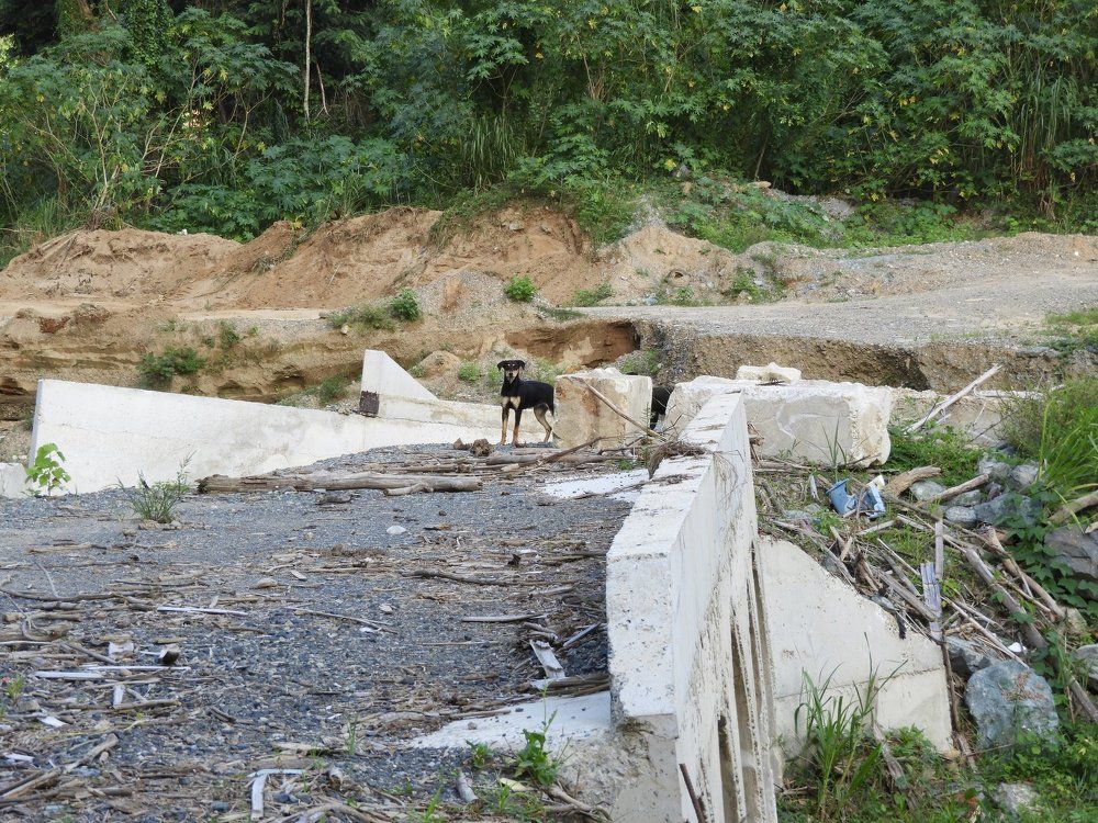 dog bridge warning