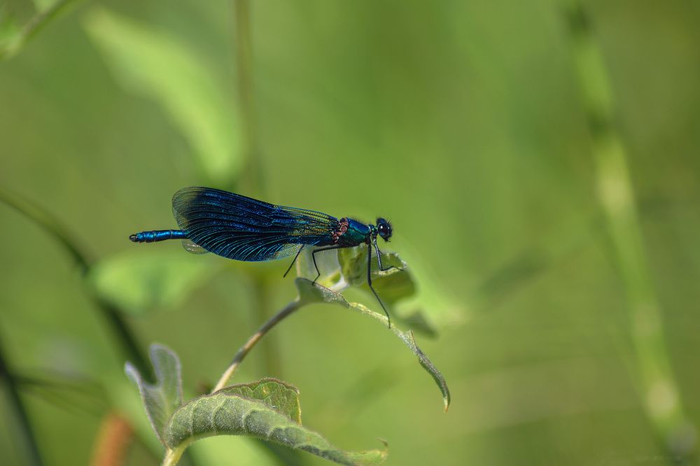 кобальтовая красота