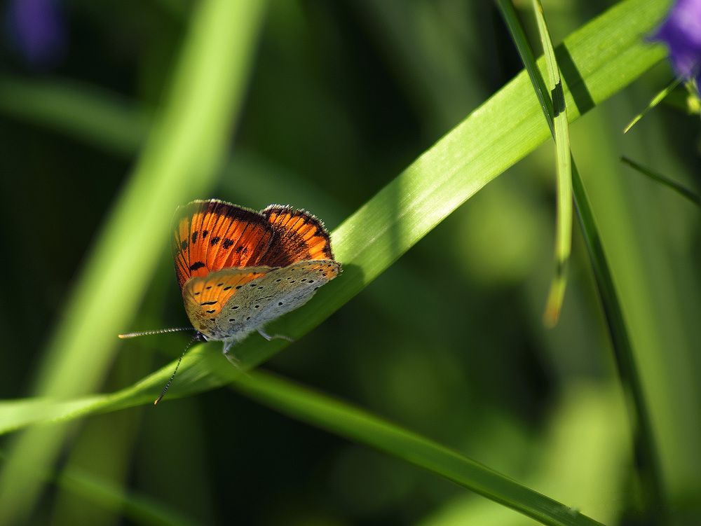 В тени трав