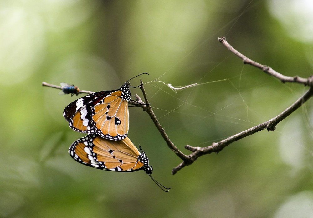 beautiful monarch butterfly mating
