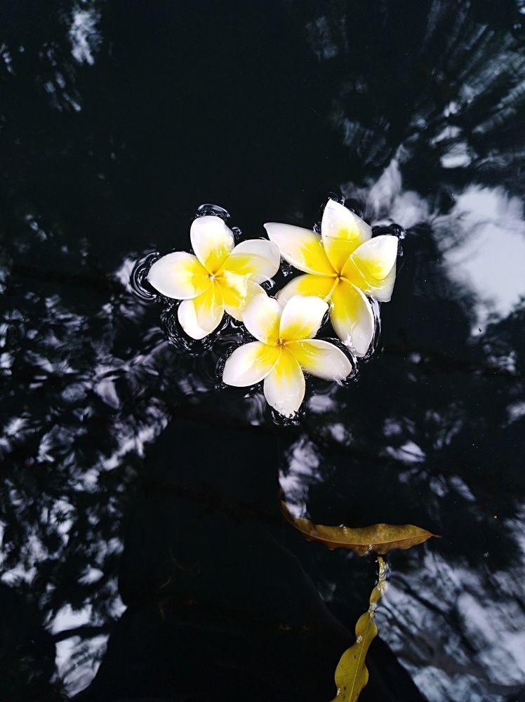 শুভ্রতা