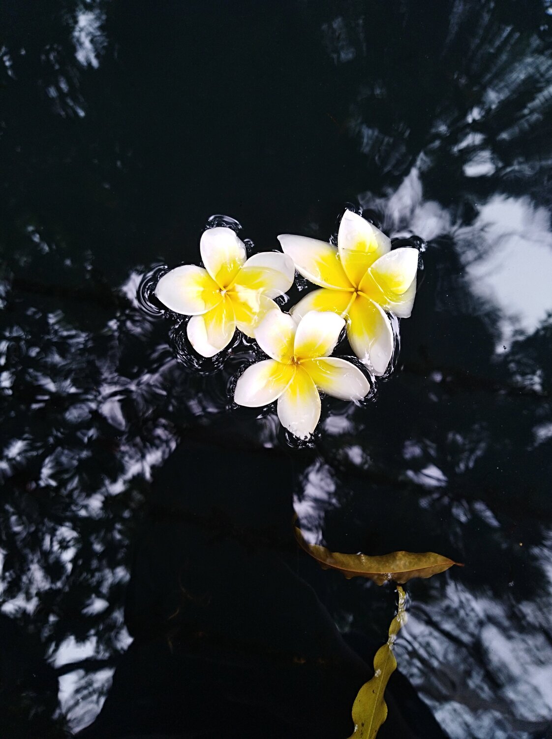 শুভ্রতা