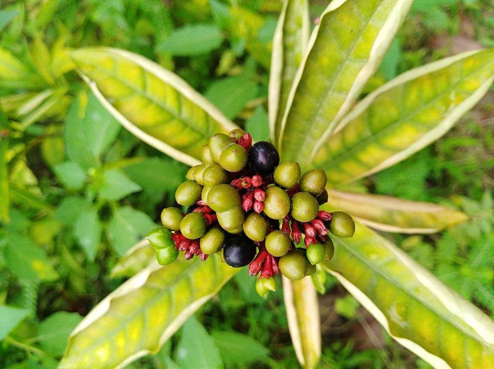 রংবেরং
