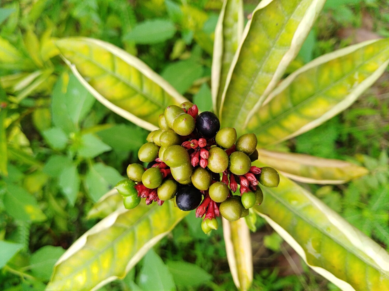 রংবেরং