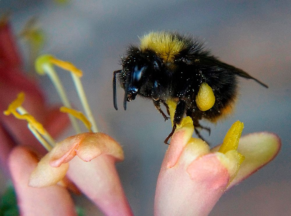 С полной загрузкой.