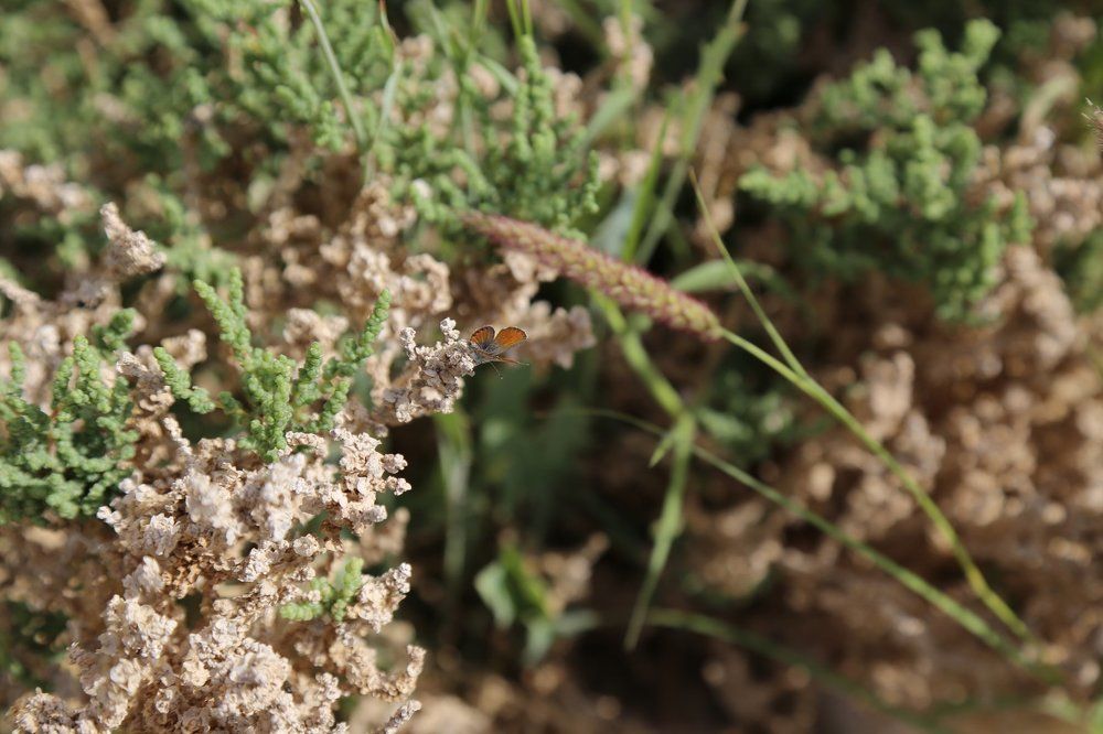 Small Butterfly at play ground