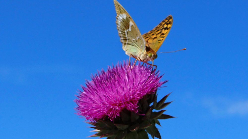 Бабочка в работе