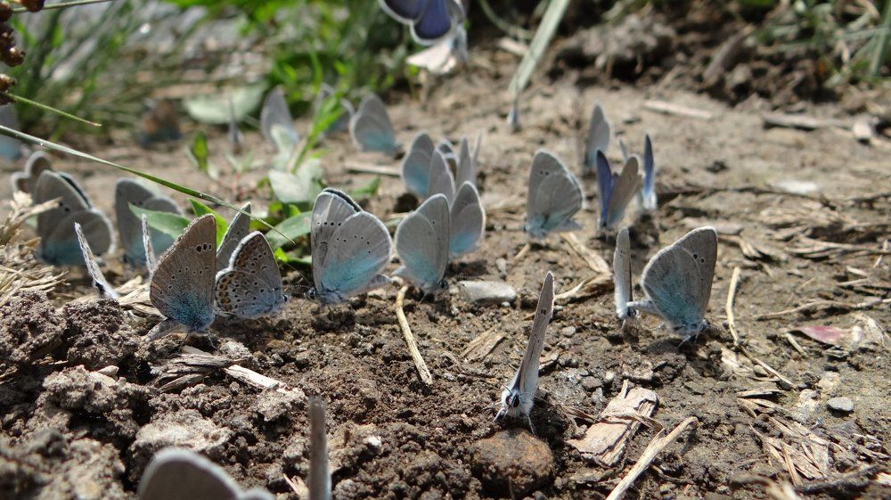 Собрание бабочек