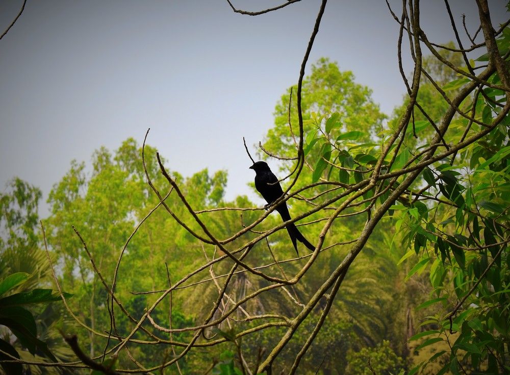 গ্রাম বাংলা