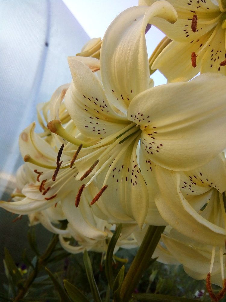 "Лилейная" гвардия