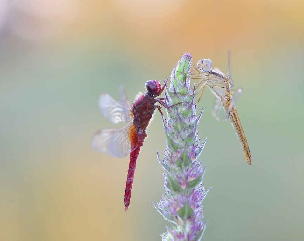 dragonfly