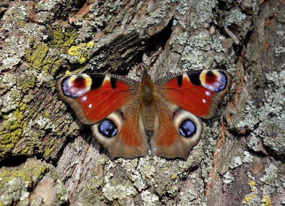 Дневной Павлиний Глаз.