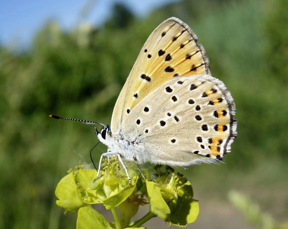 Голубянка - вестница лета.