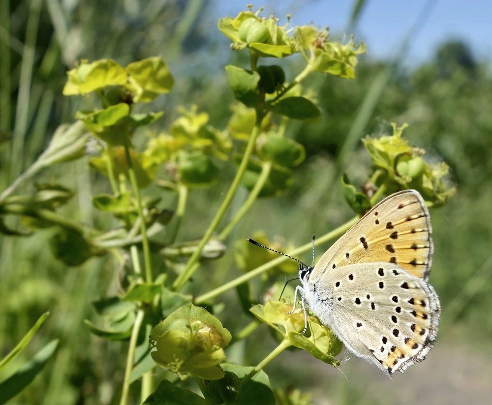 Бабочка-Лето.