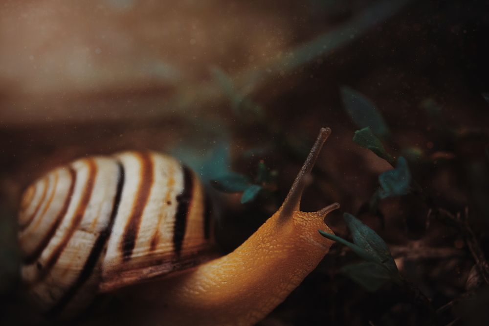 Казковий равлик