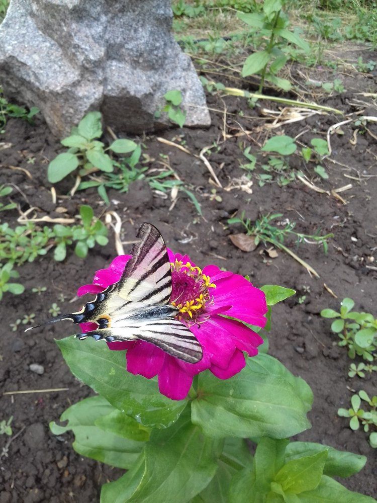 Жительница Европы