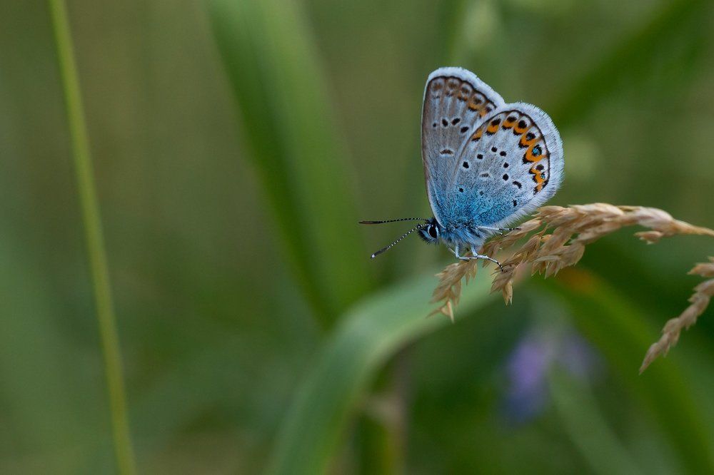 Полуденный отдых в тени