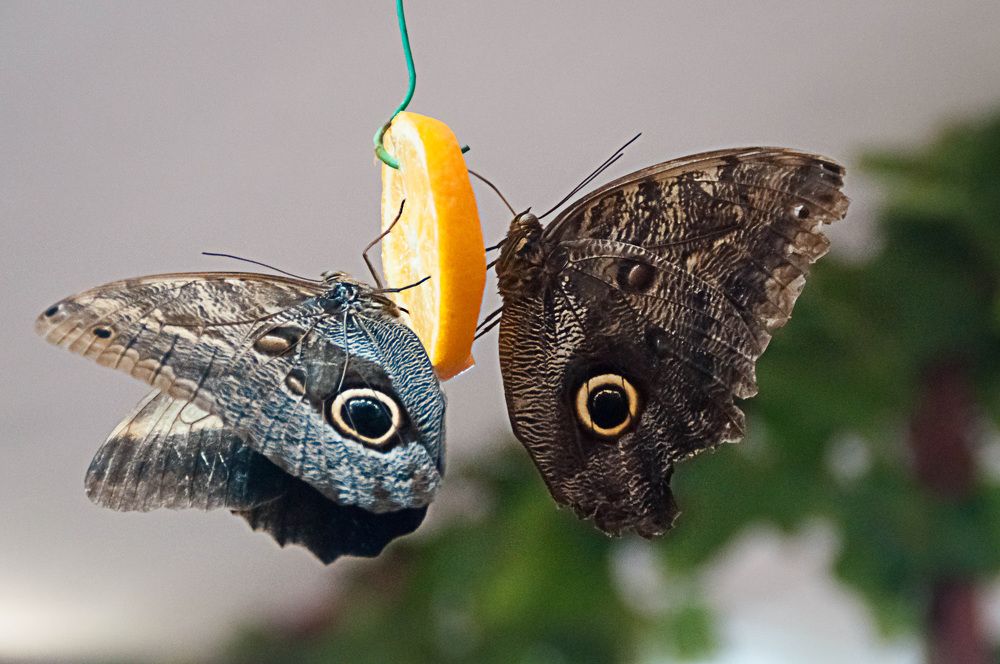 Photograph by Anastasia  Ka