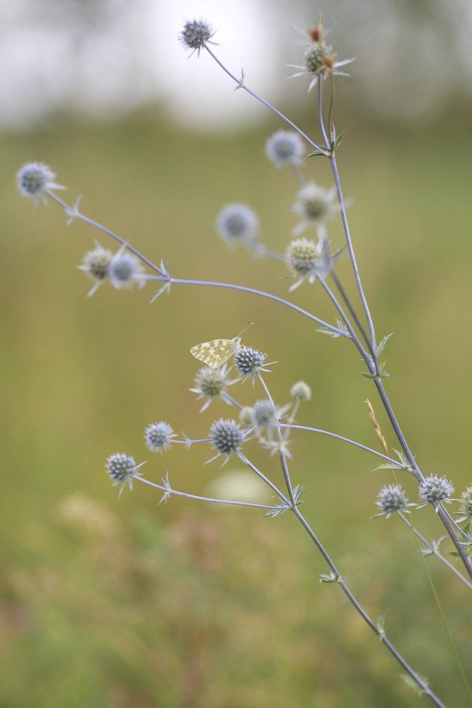 Бабочка в поле
