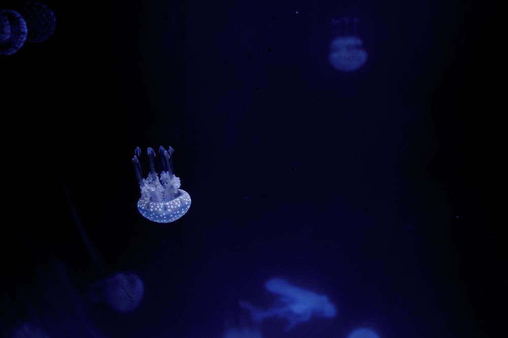 Just another Jellyfish