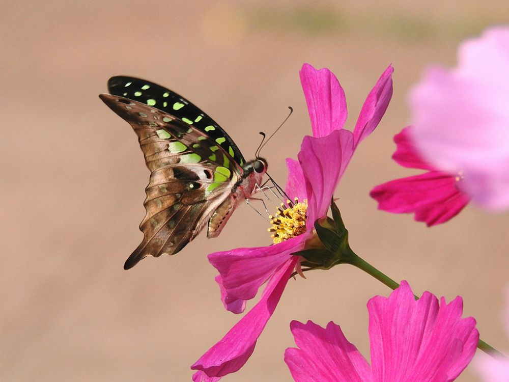 Tailed Jay