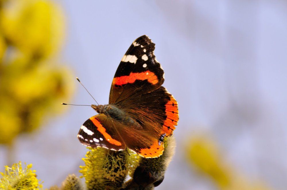 Butterfly on the flower