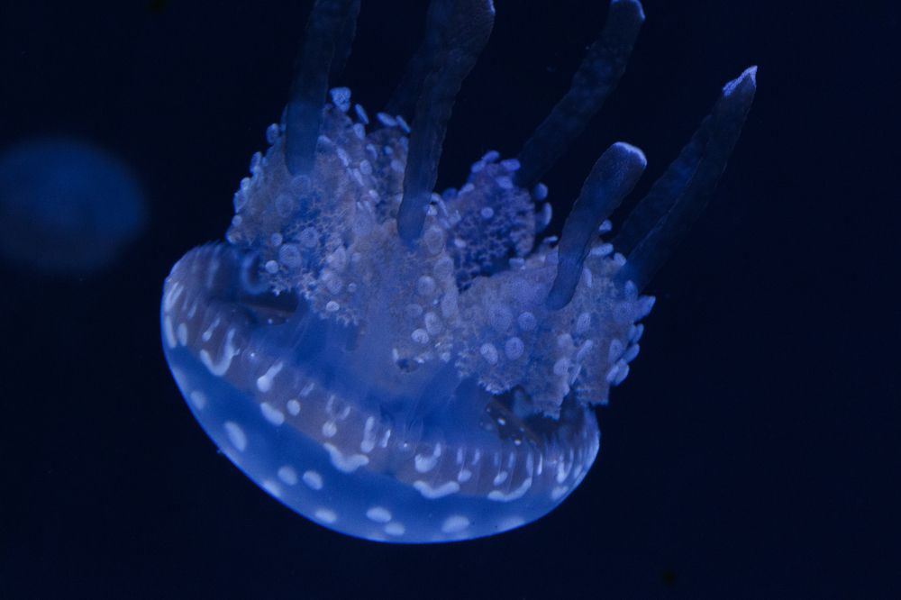 Jellyfish 2000