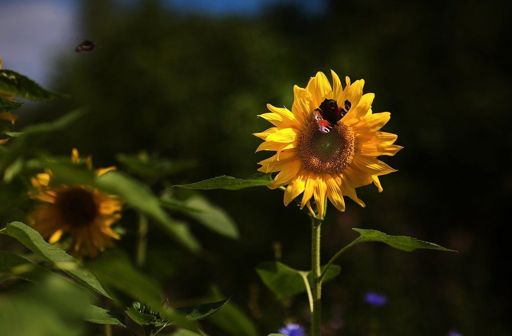 порхающее счастье
