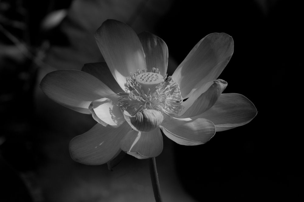 Душа Астраханского лета