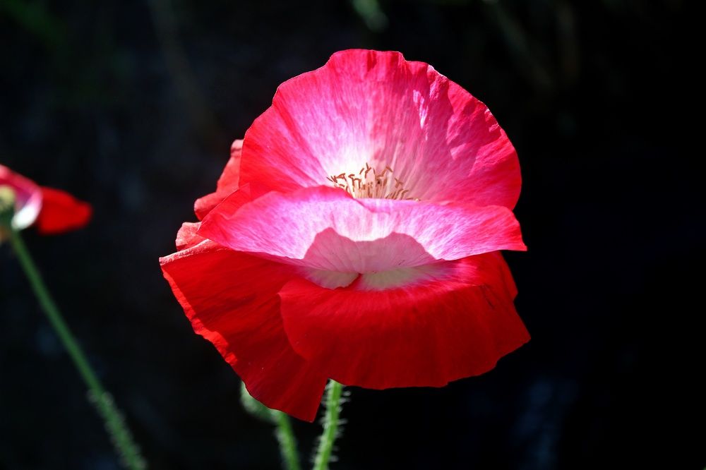 Светящийся