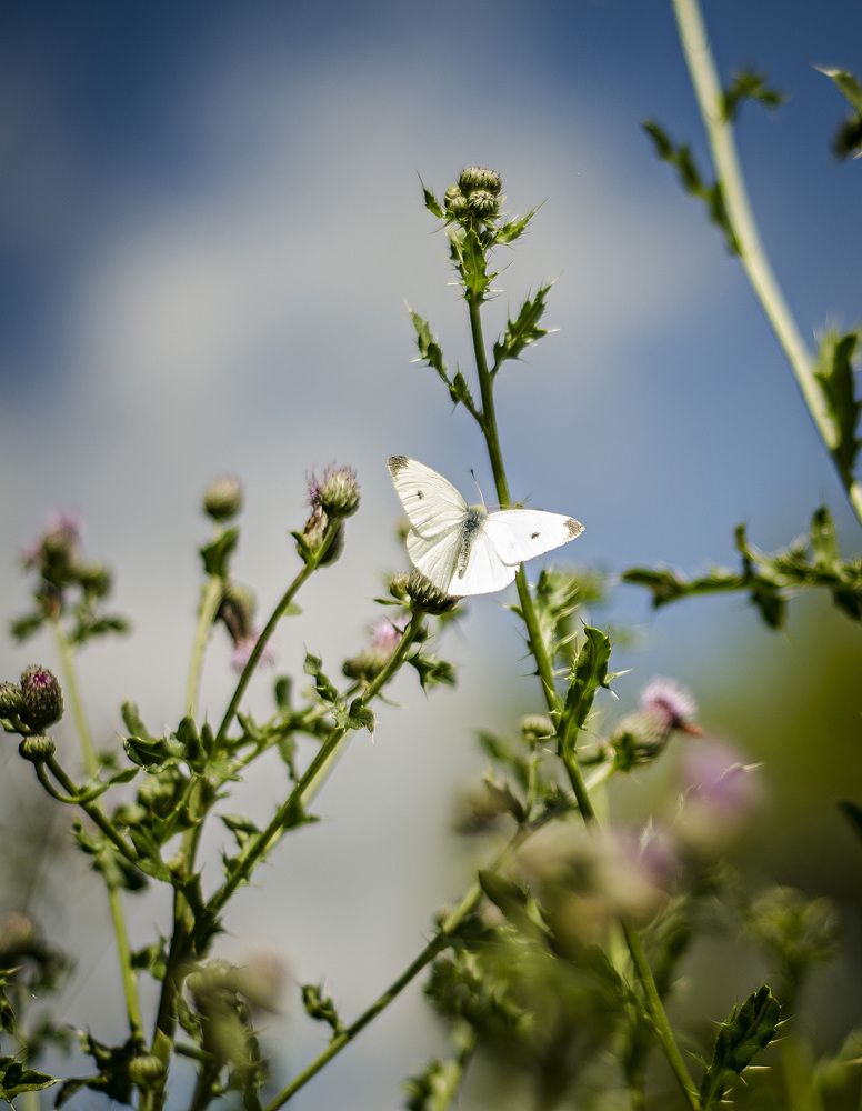 капустница
