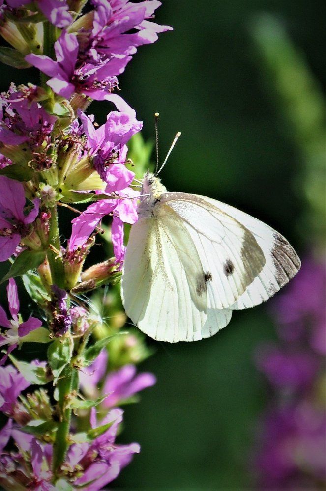 Photograph by Мотякин Аркадий