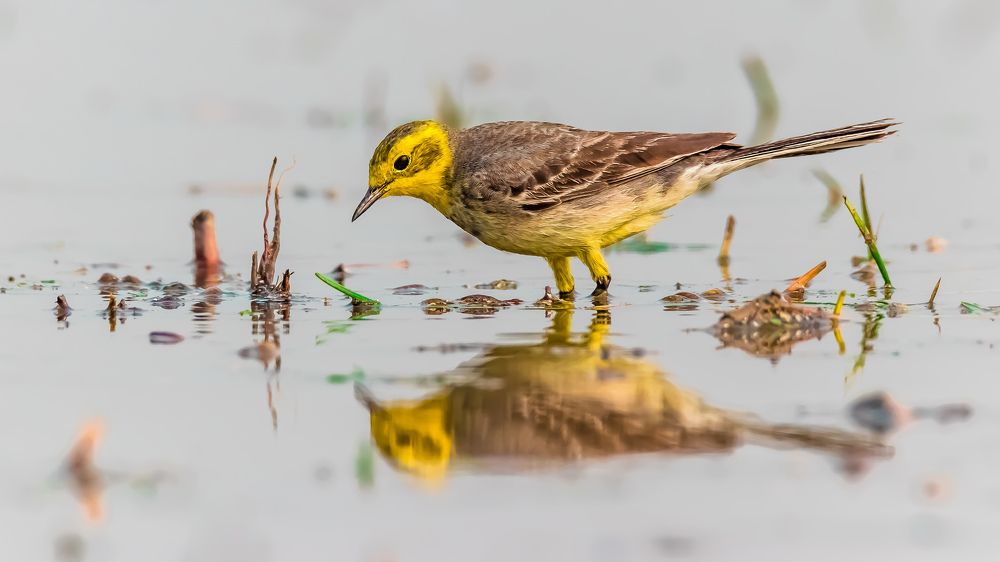 Reflection - Citrine Wagtail