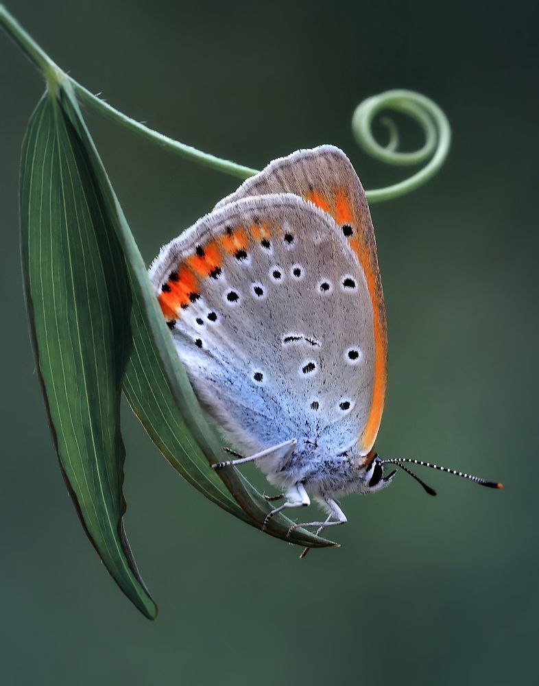 Червонец огненный ( Lycaena virgaureae)