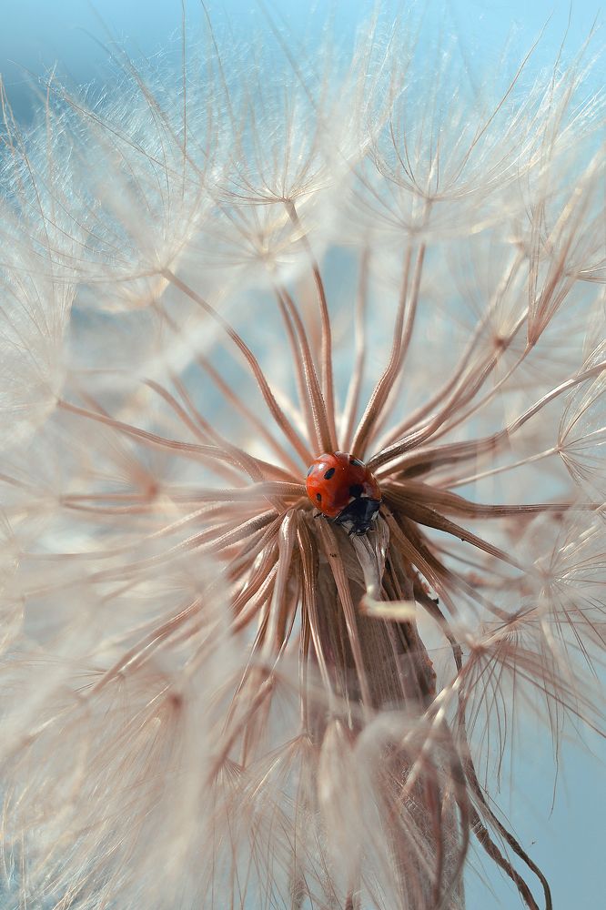 На большом пушистом шаре